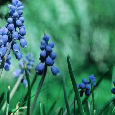 观花植物的品种大全？蓝色系的有：蓝田玉、紫蓝魁、垂头蓝、蓝绣球、菱花湛露，望采纳。那么，观花植物的品种大全？一起来了解下吧。