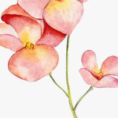 美花兰？美花兰兰花泛指兰科中具观赏价值的种类,因形态、生理、生态都具有共同性和特殊性而成为很自然的一类花。那么，美花兰？一起来了解下吧。