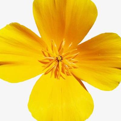 墨兰开什么颜色的花？是墨兰，不算金边，只能叫鸟嘴。花色应该和其他墨兰一样的。。那么，墨兰开什么颜色的花？一起来了解下吧。