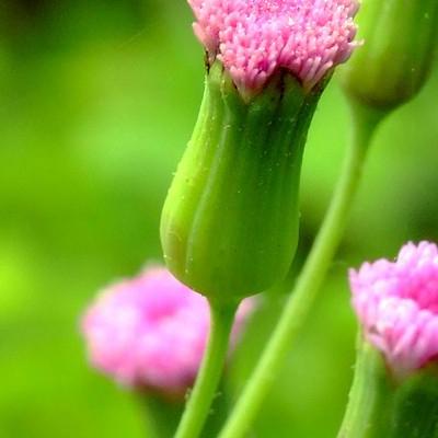 兰花品种介绍？按兰花的生长方式来分，可分为：附生兰、地生兰、腐生兰三种。那么，兰花品种介绍？一起来了解下吧。