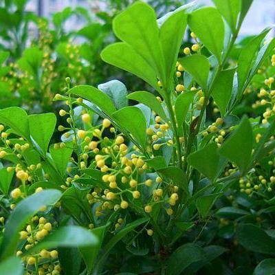 释迦果怎么保存？就目前台湾栽植最多，又属台东种植的释迦果品质最为优良。那么，释迦果怎么保存？一起来了解下吧。