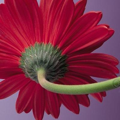 藏红花的吃法？藏红花的功效与吃法藏红花又称为番红花、西红花，是一种鸢尾科番红花属的多年生花卉，也是一种常见的香料。那么，藏红花的吃法？一起来了解下吧。